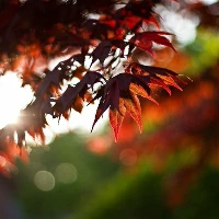 篮球最大力量训练计划怎么写的啊_0